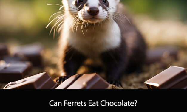 Can Ferrets Eat Chocolate?