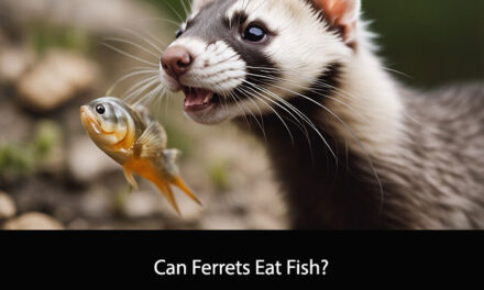 Can Ferrets Eat Fish?