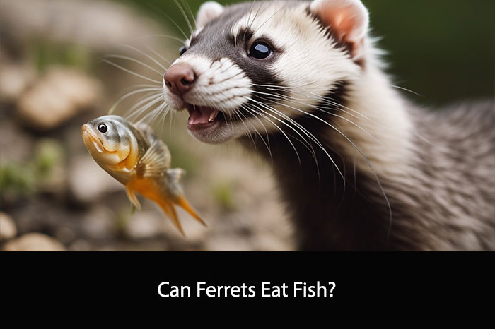 Can Ferrets Eat Fish?