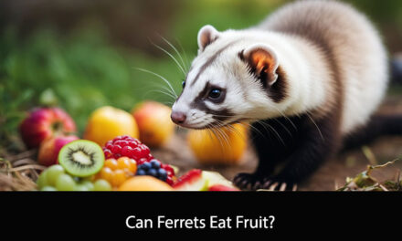 Can Ferrets Eat Fruit?