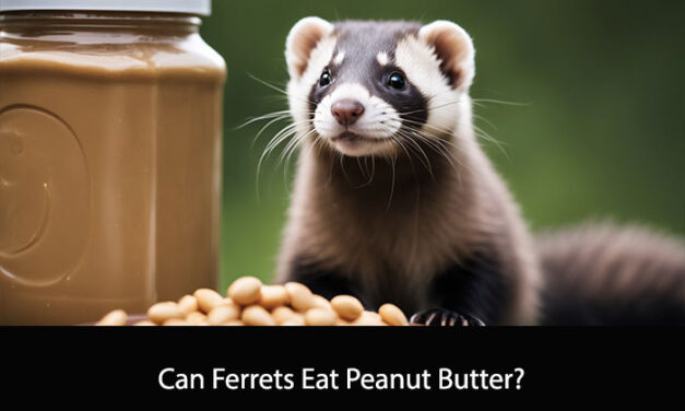 Can Ferrets Eat Peanut Butter?