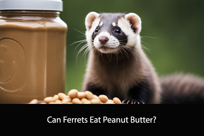 Can Ferrets Eat Peanut Butter?