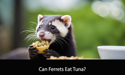 Can Ferrets Eat Tuna?