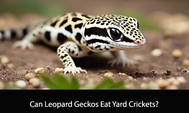 Can Leopard Geckos Eat Yard Crickets?