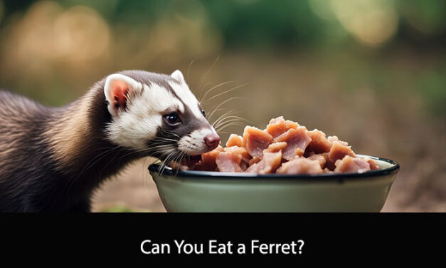 Can You Eat a Ferret?