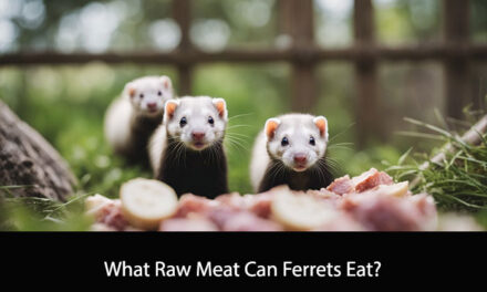 What Raw Meat Can Ferrets Eat?