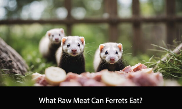 What Raw Meat Can Ferrets Eat?