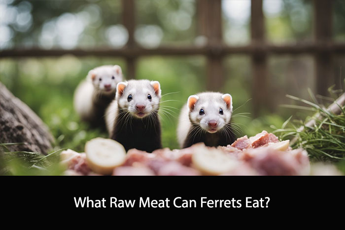 What Raw Meat Can Ferrets Eat?