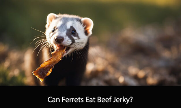 Can Ferrets Eat Beef Jerky?