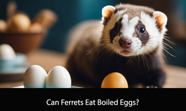 Can Ferrets Eat Boiled Eggs?