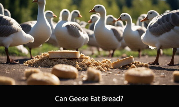 Can Geese Eat Bread?