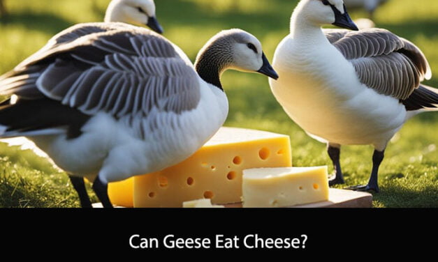 Can Geese Eat Cheese?