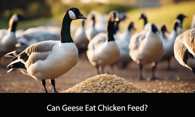 Can Geese Eat Chicken Feed?