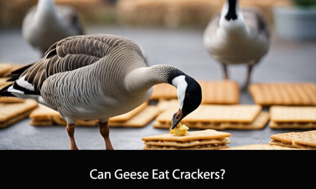 Can Geese Eat Crackers?