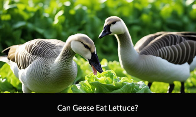 Can Geese Eat Lettuce?