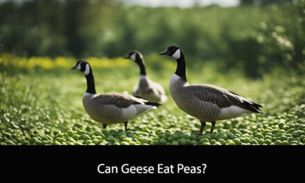 Can Geese Eat Peas?