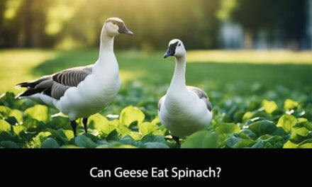 Can Geese Eat Spinach?