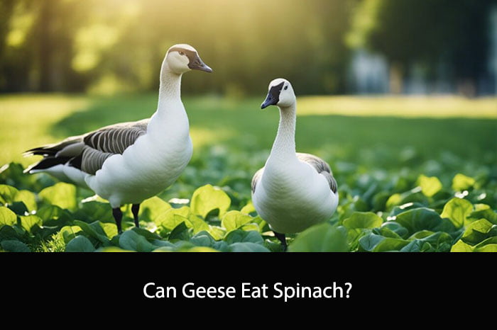 Can Geese Eat Spinach?